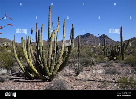 Sonoran Desert National Monument Banque De Photographies Et Dimages à