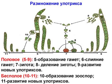 Водоросли - презентация онлайн