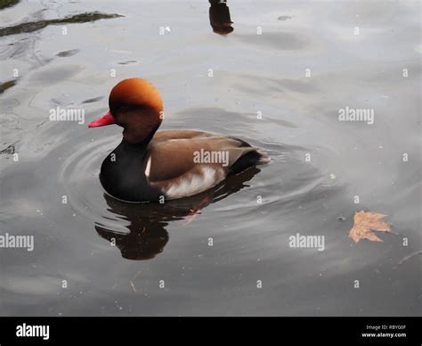 Wild life St. James Park - London Stock Photo - Alamy