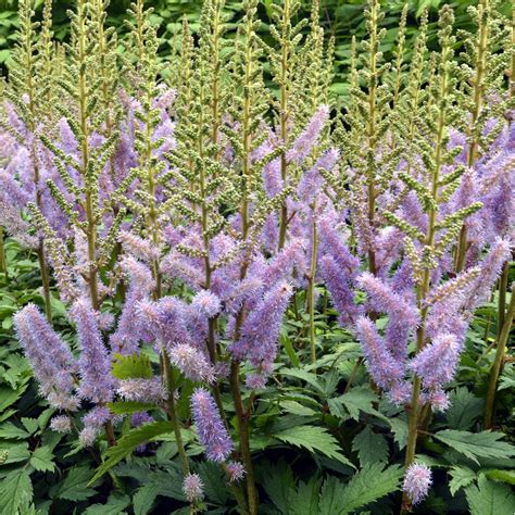Astilbe Pumila – Sprinklr