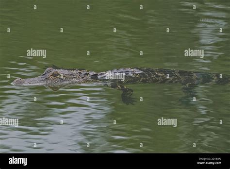 American Alligator Alligator Mississippiensis Swimming In A