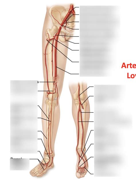 Arteries Of Pelvis Lower Limb Diagram Quizlet