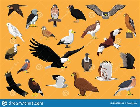 Bird Of Prey Characters Hawk Eagle Vulture Falcon Cartoon Vector