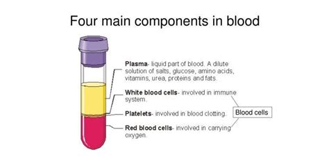 Exploring The Components Of Blood Westlab