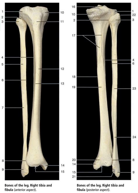 Anterior Posterior Views Of Tibia Fibula Diagram Quizlet