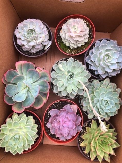 Echeveria Succulent Floral Tri State Foliage Prebook Shop