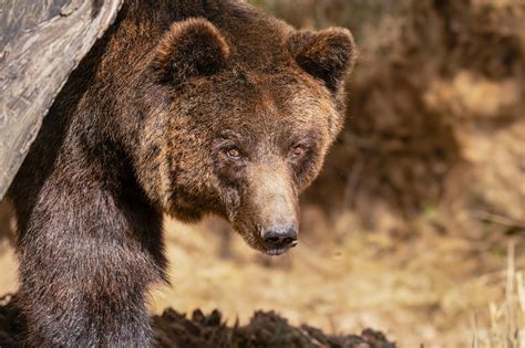 Meet the Furry Friends: Breeds of Dogs That Look Like Bears