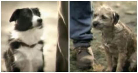 Budweiser Scores Touchdown With Classic Dog Commercial