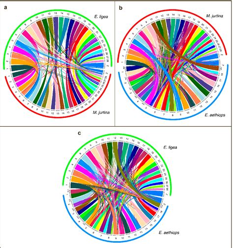 Figure 1 From Whole Genome Analysis Reveals The Dynamic Evolution Of