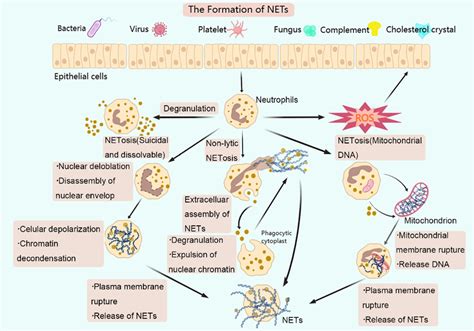 The Formation Of Neutrophil Extracellular Traps Nets Bacteria