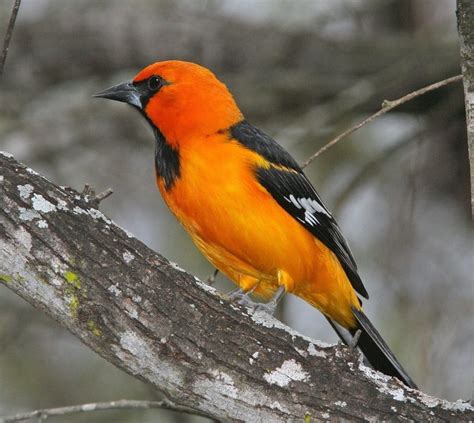 How to Attract Orioles? (And the 5 Common Types of Orioles) - My ...