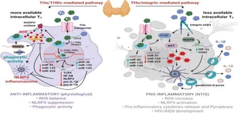 Regulation Of NLRP3 Inflammasome By Thyroid Hormones In Macrophages