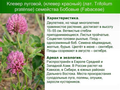 Клевер полевой лечебные свойства: Клевер — описание ингредиента ...