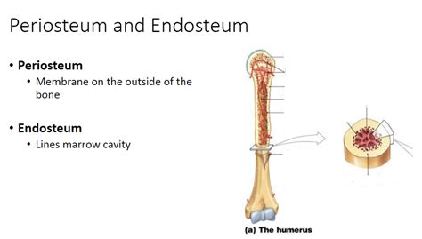 Periosteum and Endosteum Diagram | Quizlet