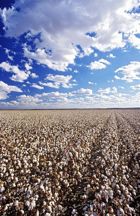 Australie De Menindee Nsw De Lac De Champ De Coton Image Stock Image