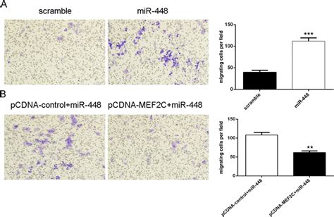 Mir 448 Promoted Vsmcs Migration By Targeting Mef2c A Overexpression Download Scientific