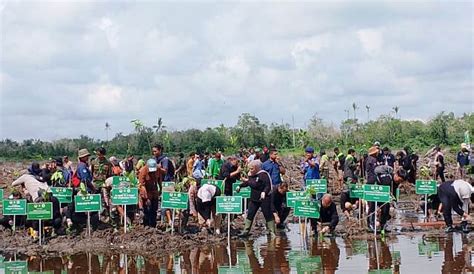 BRGM Gelar Penanaman Mangrove Di Muara Jawa Ilir Kaltim Peringati Hari