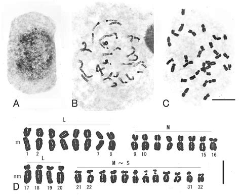 Figure 2 From Karyotypes In Four Species Of Ranunculus Ranunculaceae