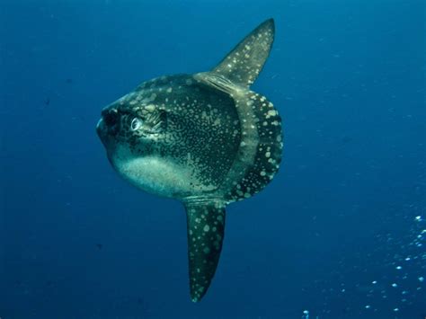 Mola Mola l Incredible Bony Fish - Our Breathing Planet