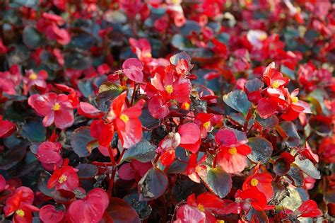 Details 300 Imagen Planta Begonia Semperflorens Abzlocal Mx