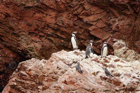 Humboldt Penguin In The Island Ballestas Paracas National Park Peru