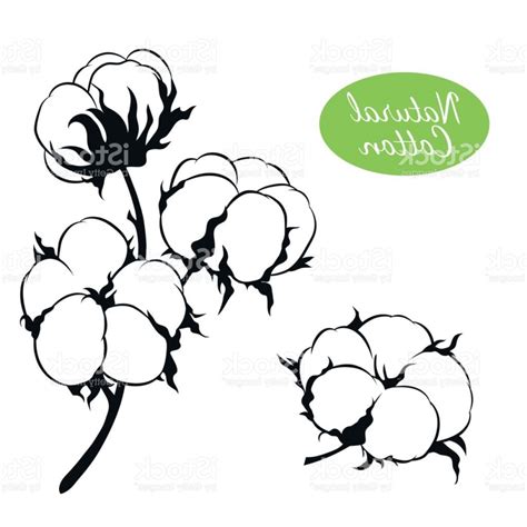 Cotton Plant Drawing | Free download on ClipArtMag