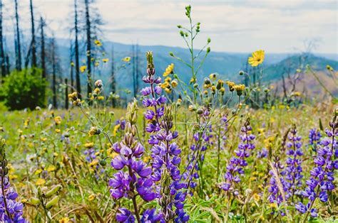 HD wallpaper: united states, yosemite national park, yellow, purple ...