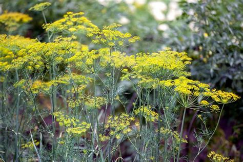 Plantes médicinales Les 10 meilleures à cultiver au jardin