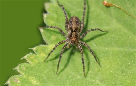 Hobo Spider - A-Z Animals