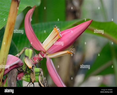 Wild Banana Species From India And Indonesia Musa Sanguinea Stock Photo