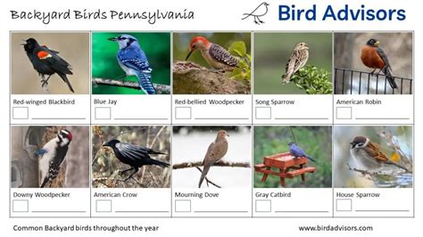 Pennsylvania - Bird Advisors