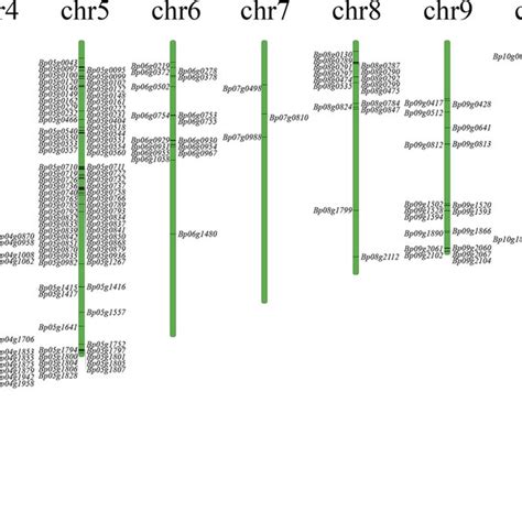 Phylogenetic Construction Of The Nbs Lrr Proteins In B Papyrifera A