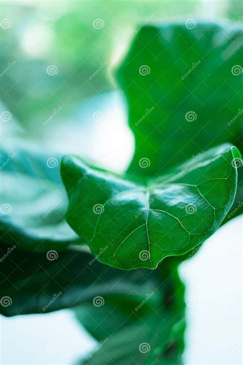 Fiddle Fig A Popular Houseplants Green Plant With Beautiful Large