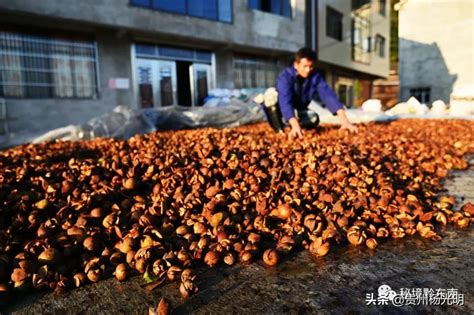 贵州锦屏：油茶果成致富果 秋冬成熟采收忙 今日头条