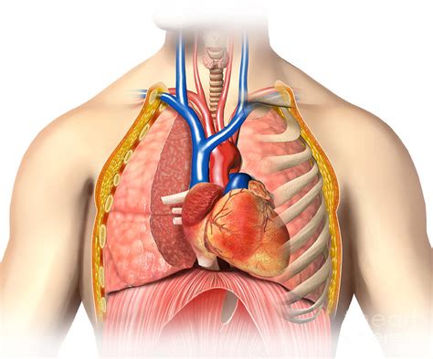 Male Chest Anatomy Of Thorax Photograph By Leonello Calvetti