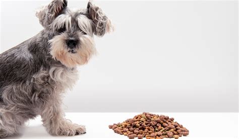 Edgar Cooper Avis Sur La Marque De Croquettes Pour Chiens Et Chats