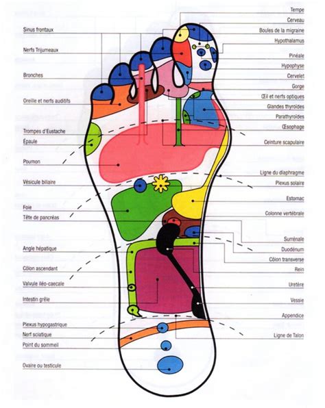 RÉflexologie Plantaire Sur Le Chemin De Lharmonie