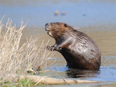 Beaver
