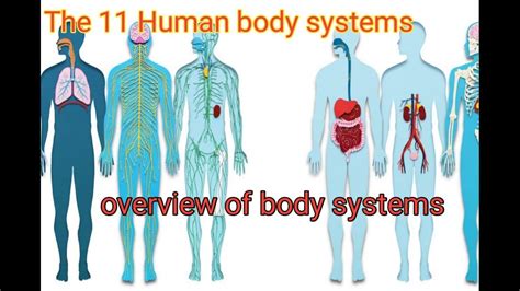 11 Human Body Systems 3d Animationdr Najeeb Lectureskenhubamoeba Sistersbeverly Biology