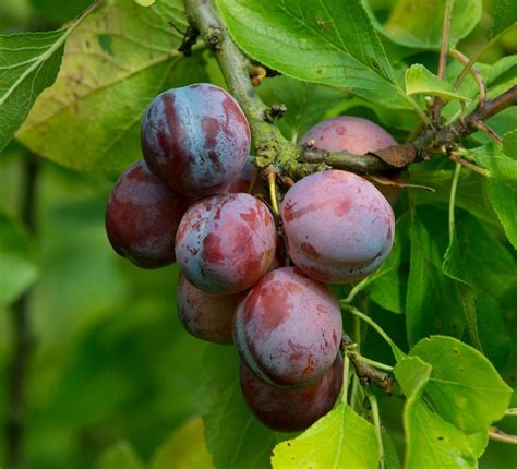 7 Most Popular Shade Fruit Plants For Your Garden