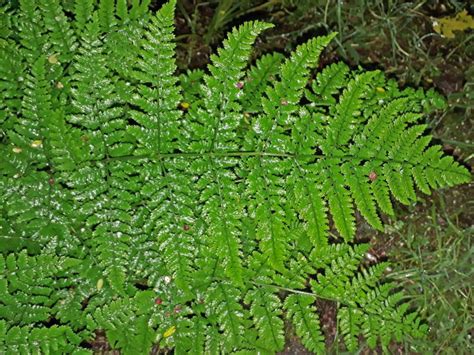 Flora Of New Zealand Taxon Profile Dryopteris Dilatata