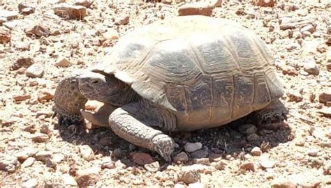 Mojave Desert Tortoise - SummitWest Environmental, Inc.