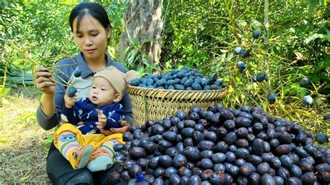 Single Mother Harvesting Natural Fruits To Sell At The Market Daily