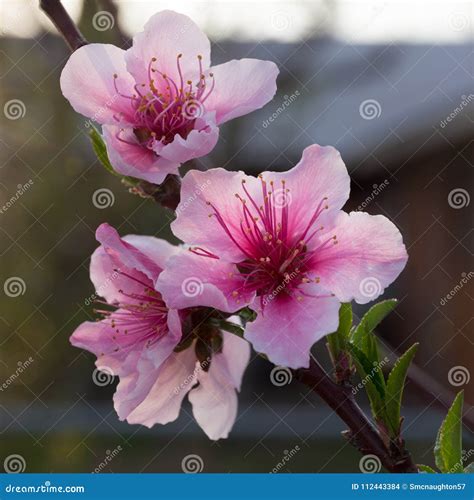 Peach Prunus Persica Blooms at Sunset Stock Photo - Image of fruit