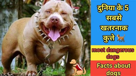 duniya ke 5 sabse khatarnak dog dangerous dogs in the world दनय