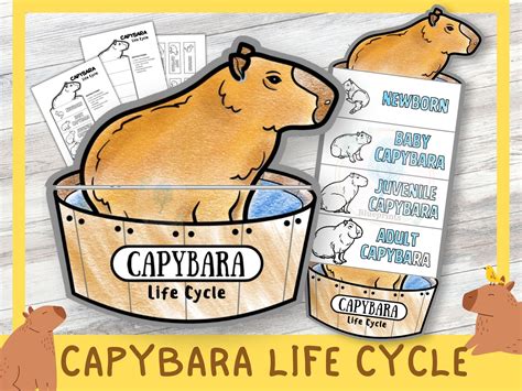 Capybara Life Cycle Learning Activity For Kids A4 And 11x85 Inch