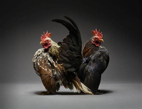 We Photographed Hundreds Of The Most Beautiful Chicken Couples And They