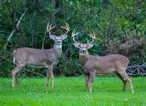 Reindeer Vs Whitetail Deer The Main Differences