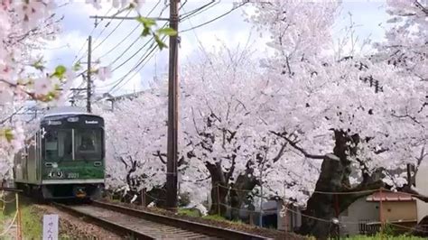 京都の桜。嵐電・桜のトンネル。昼間と夜桜ライトアップ Cherry Blossom Of Randenkyoto Youtube