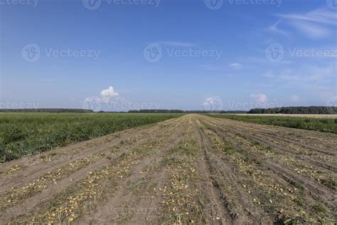 A Field With A Ripe Onion Harvest During The Food Harvest